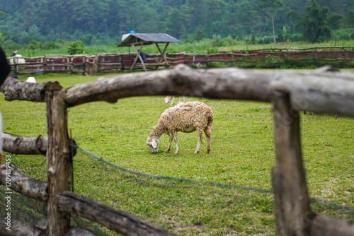 The beauty of Menggala Ranch in Banyumas Regency, Central Java, indonesia. It was taken on January 21, 2025 by a professional. It's a wonderful ranch with a nice view photo