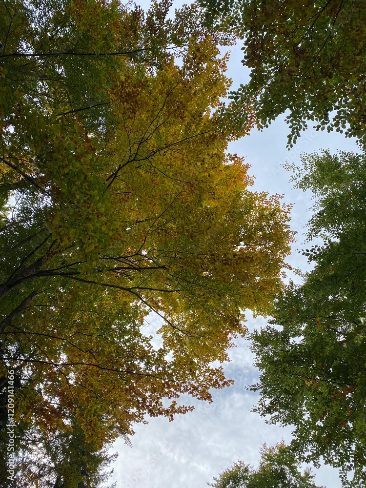 Fototapeta premium trees and sky