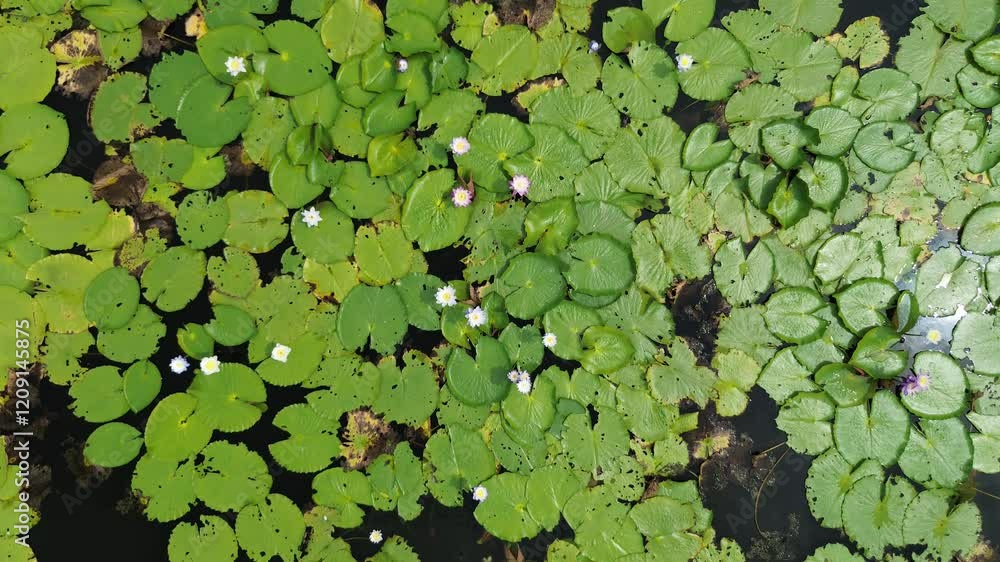 A serene pond with blooming white water lilies surrounded by lush green leaves and reflecting the beauty of nature in summer. A serene pond with blooming white water lilies surrounded by lush green leaves and reflecting the beauty of nature in summer.