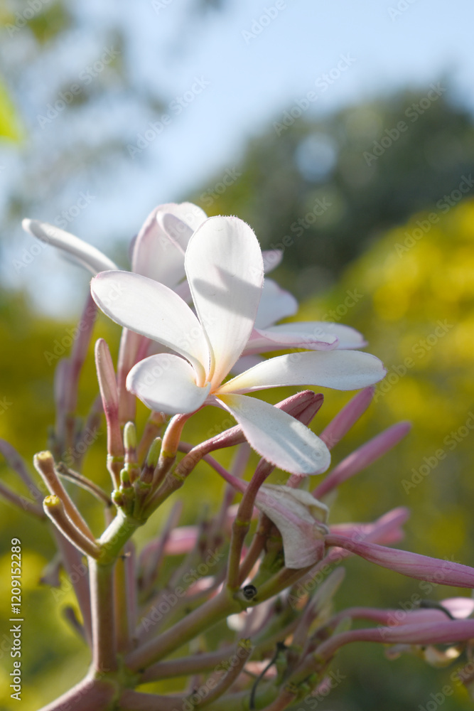 Obraz premium Plumeria obtusa, the frangipani, is a species of the genus Plumeria, beautiful little blooming Plumeria obtusa flowers, the Singapore graveyard flower.cultivated fot its ornamental and fragrant flower