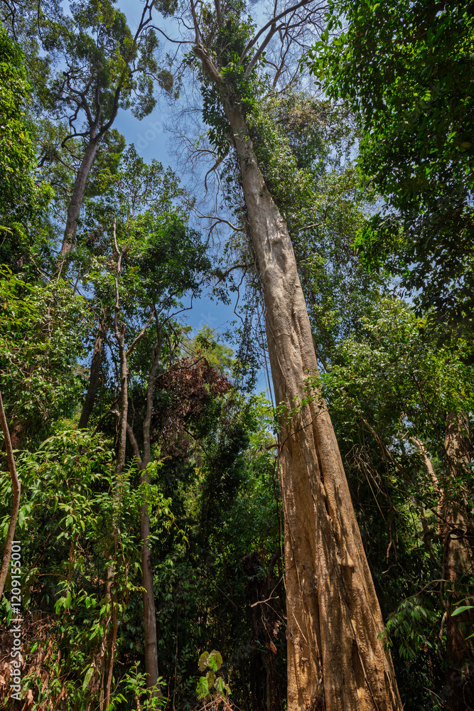 Fototapeta premium A big and tall tropical tree in a rainforest along the nature trail at the Mu Ko Lanta National Park in Koh Lanta, Thailand, on a sunny day.