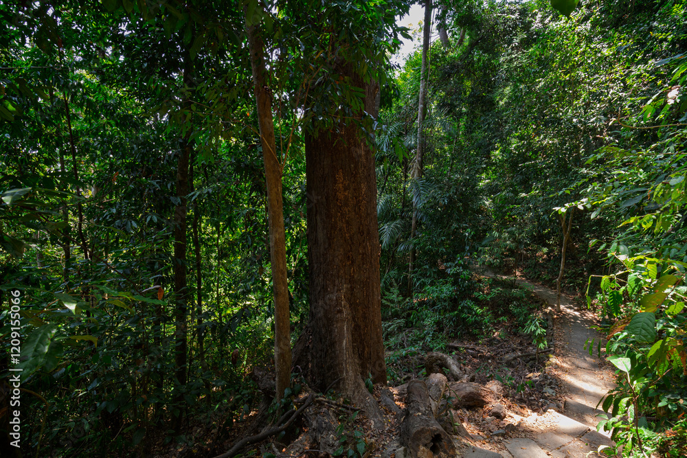 Footpath and lush trees in a jungle along the nature trail at the Mu Ko Lanta National Park in Koh Lanta, Thailand, on a sunny day. Footpath and lush trees in a jungle along the nature trail at the Mu Ko Lanta National Park in Koh Lanta, Thailand, on a sunny day.
