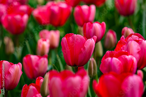Tulips field in spring time. Closeup tulip flowers background. Colorful tulip flowering in the garden. Soft focus. Bunch of tulips blurred bokeh background. Tulips blooming in garden.