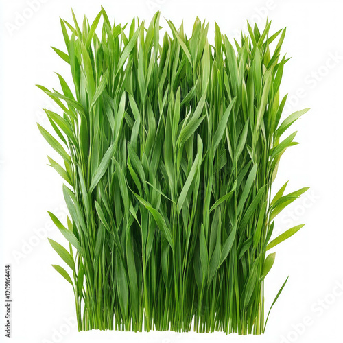 Easter Grass Isolated