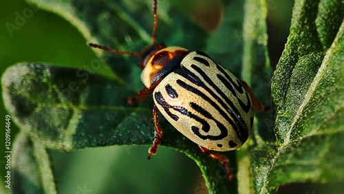 Detailed photo of an Olla v-nigrum, a beneficial predator of aphids and other garden pests. Ideal for scientific research, education, or agricultural publications.