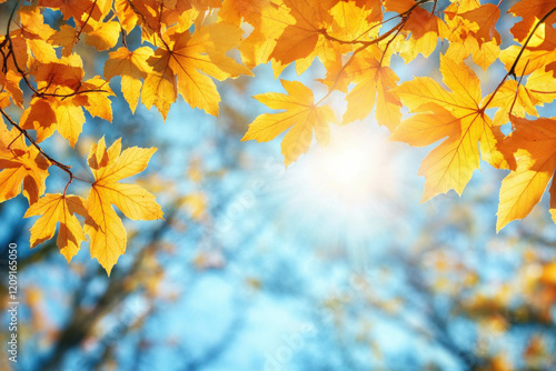 Maple Background