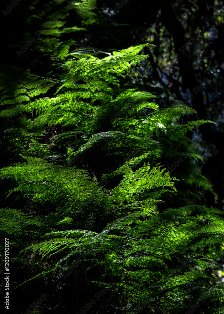 Obraz premium Lush ferns
