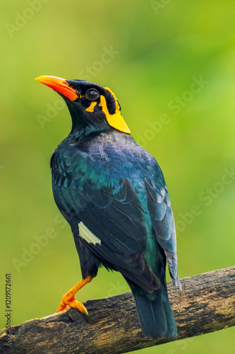 Close up shot of Common Hill Myna setting in on a tree branch with clear background. Close up shot of Hill Myna.