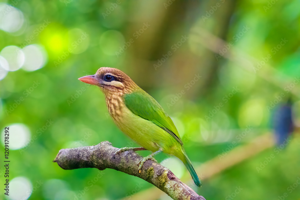 Obraz premium White-cheeked Barbet Perched on a Tree Branch with a Soft Blurred Background...