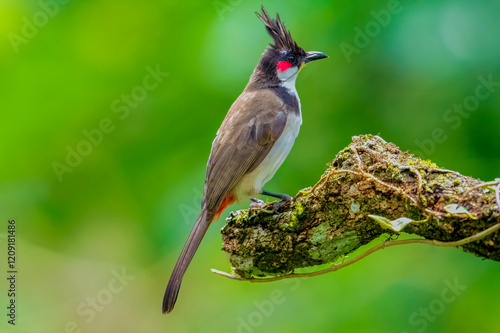 Принти на полотні Red vented bulbul on tree branch with clean background and isolated