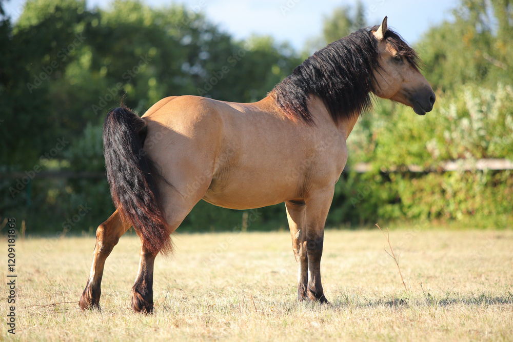 Harness horse walks and rest in summer ranch paddock Harness horse walks and rest in summer ranch paddock