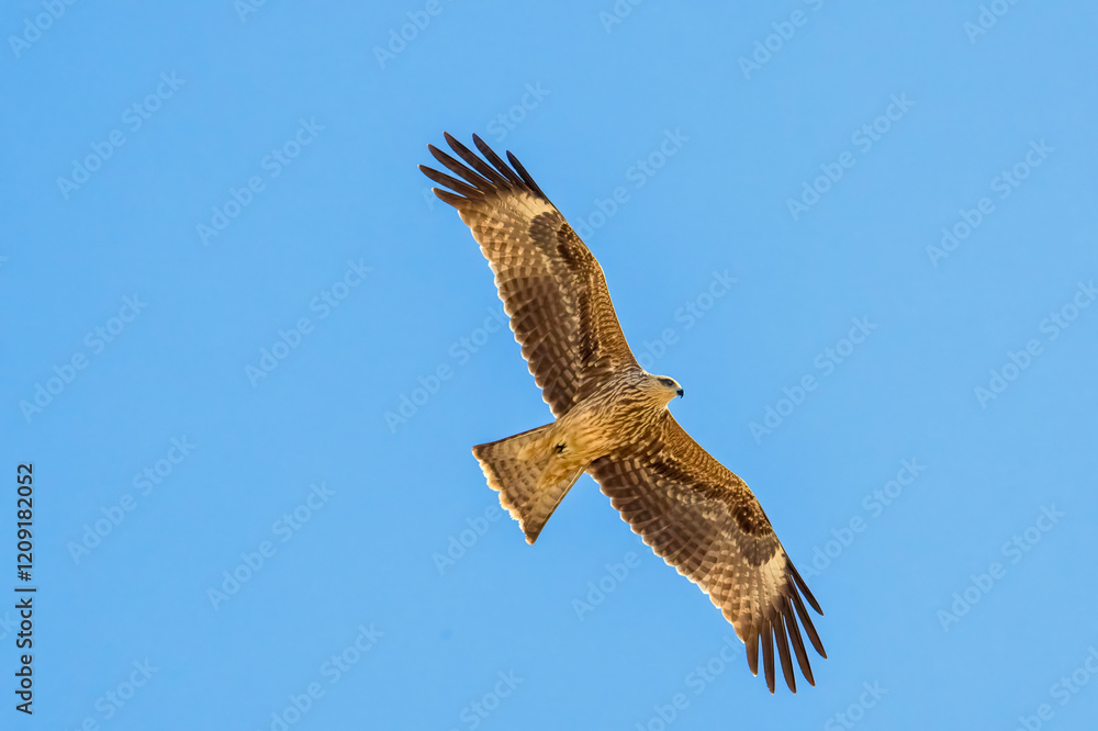 Bird of prey Black kite (Milvus migrans) flying isolated on a clean background. Black kite bird in flight. The hawk (Black kite)