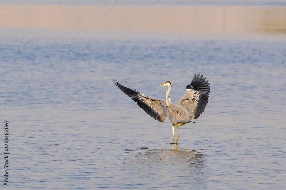 Flying portrait shot of gray heron birds. Gray heron bird landing on water with wings fully opened.