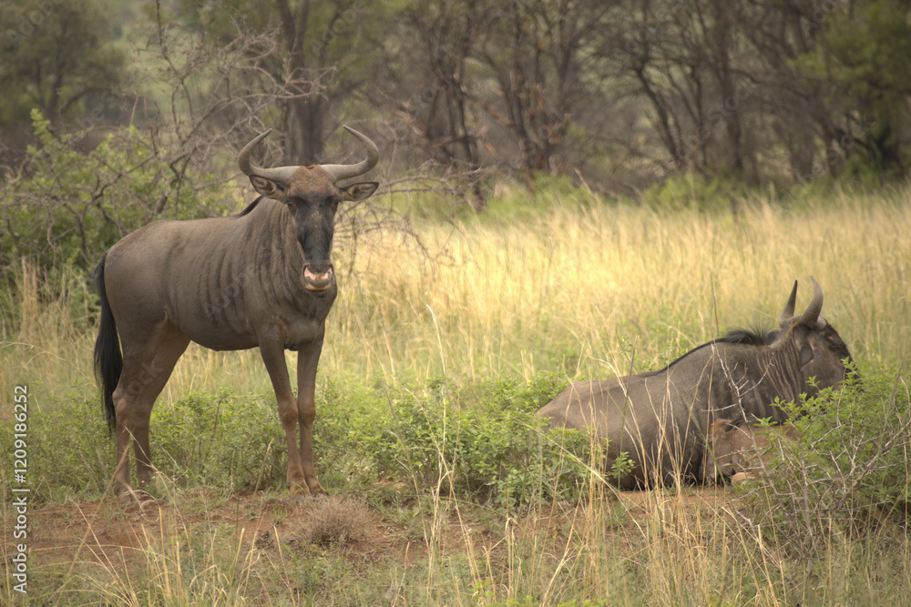 Wildebeest in the bush field Wildebeest in the bush field
