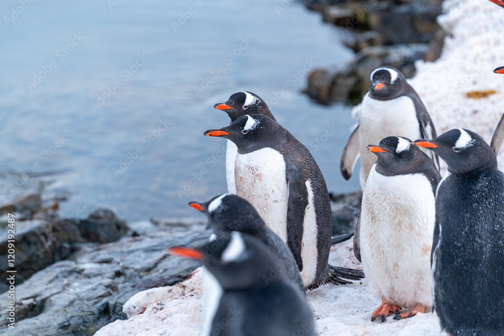 Obraz premium Gentoo penguins in Antarctica. Wild nature.