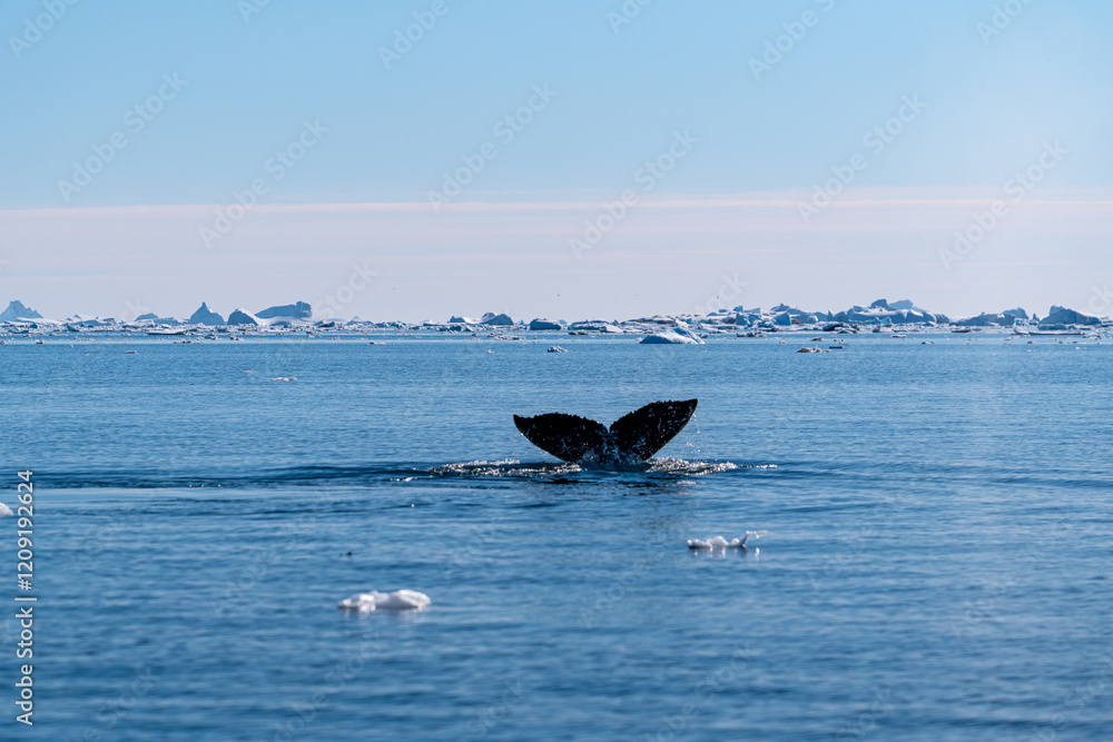 Fototapeta premium Humpback whale's tail. Whales in Antarctica.