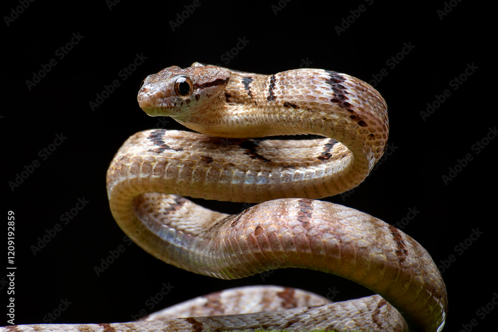 Obraz premium Dog-toothed Cat Snake in attack position