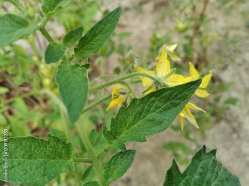 Solanum lycopersicum tomato flower and leaf organic food plants photo