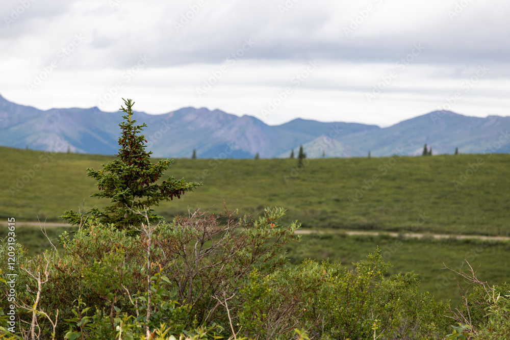 Fototapeta premium Pine tree in front of a mountain landscape