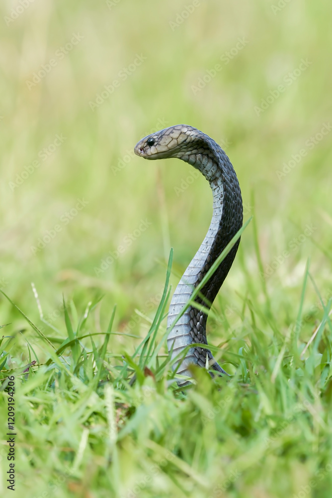 Fototapeta premium Javanese spitting cobra on a grassland