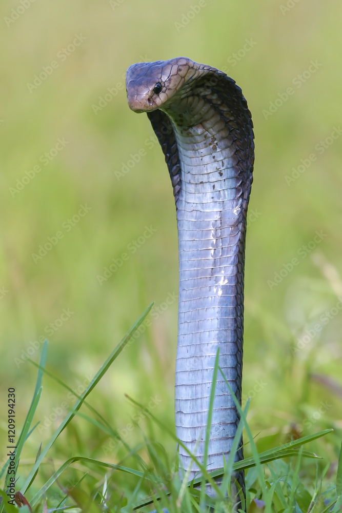 Fototapeta premium Javanese spitting cobra on a grassland