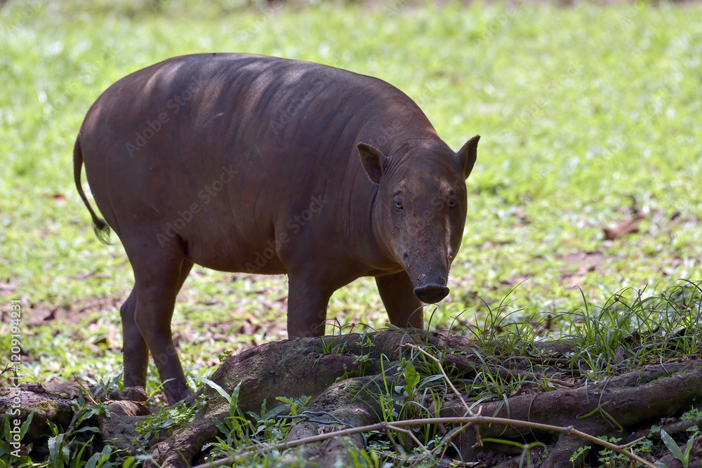 Babirusa Sulawesi Utara ( Babyrousa celebensis ) resting on a bush Babirusa Sulawesi Utara ( Babyrousa celebensis ) resting on a bush