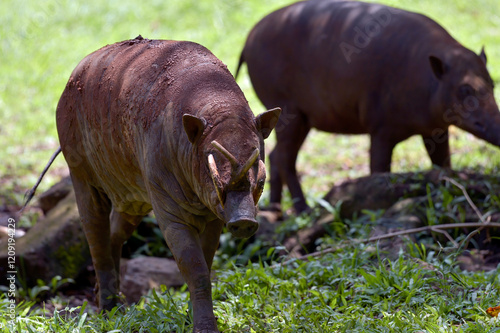 Babirusa Sulawesi Utara ( Babyrousa celebensis ) resting on a bush photo