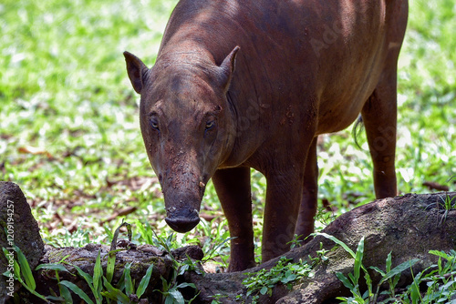 Babirusa Sulawesi Utara ( Babyrousa celebensis ) resting on a bush photo