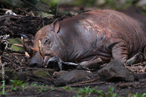 Babirusa Sulawesi Utara ( Babyrousa celebensis ) resting on a bush photo