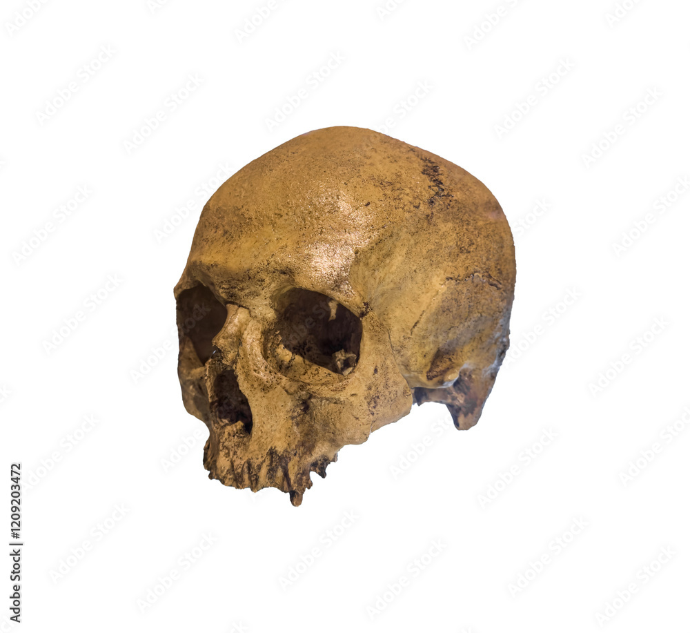 The skull of sapiens isolated. The skull of sapiens isolated.