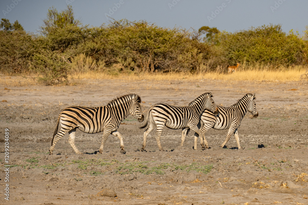 herd of zebras in the African savanna at sunset botswana herd of zebras in the African savanna at sunset botswana