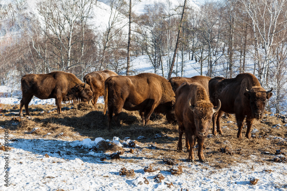 a herd of European bison on a winter pasture in the mountains (lat.Bison bonasus)