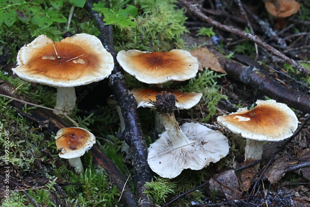 Pholiota lubrica, scalycap mushroom from Finland, no common English name Pholiota lubrica, scalycap mushroom from Finland, no common English name