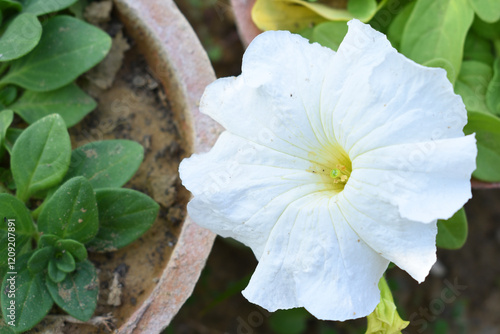 White petunias in the garden, Petunia, Close up of Petunia in the garden, Petunia flower background, beautiful flower photograph, Petunia axillaris has white flowers with long and narrow corolla tubes photo