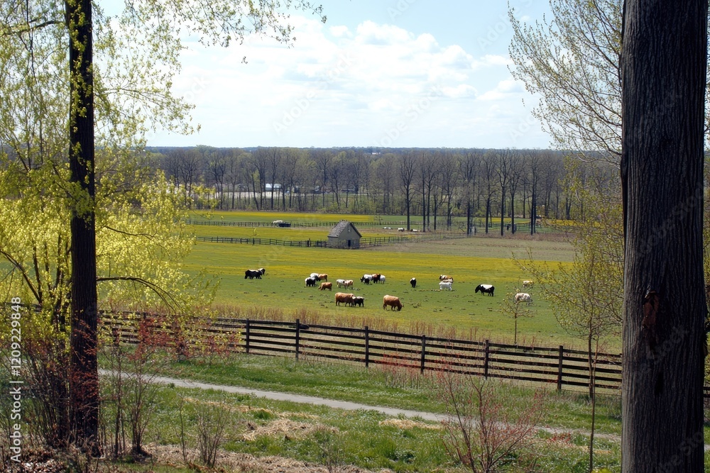 Obraz premium Cows graze in spring pasture, trees and distant woods, rural landscape