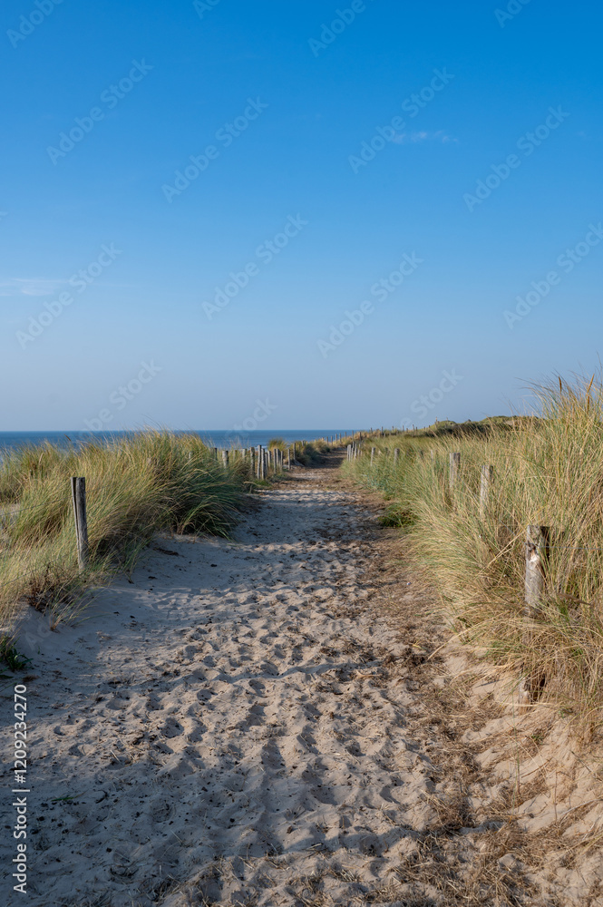 Path through the dunes with fence and beach grass on the North Sea coast Path through the dunes with fence and beach grass on the North Sea coast