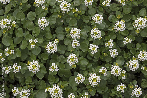 Fotografía 물냉이,Nasturtium officinale,꽃,남양주시,경기도