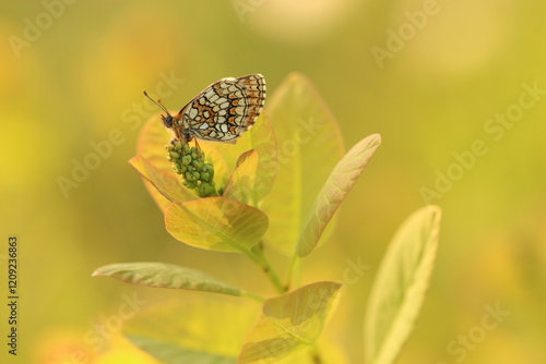 una farfalla melitaea al tramonto