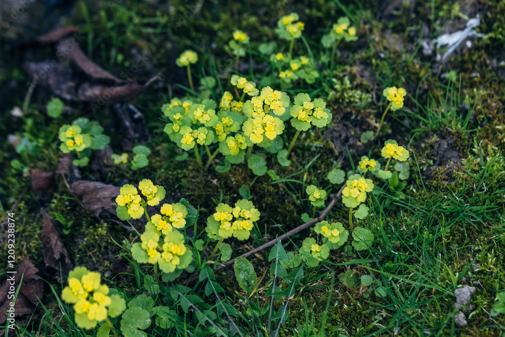 Chrysosplenium alternifolium blooms in the wild in spring Chrysosplenium alternifolium blooms in the wild in spring