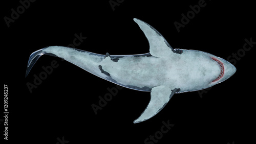 Fotografía 3d rendering of a great white shark swimming underwater bottom view Megalodon is the Most predator shark in the ocean
