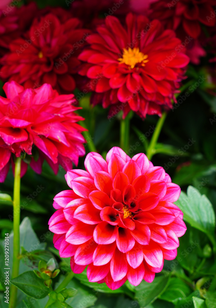 Pink dahlia flower in bloom growing in the garden Pink dahlia flower in bloom growing in the garden