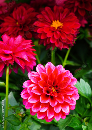 Pink dahlia flower in bloom growing in the garden