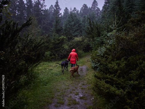 Person in a red raincoat walking two dogs on a forest trail photo