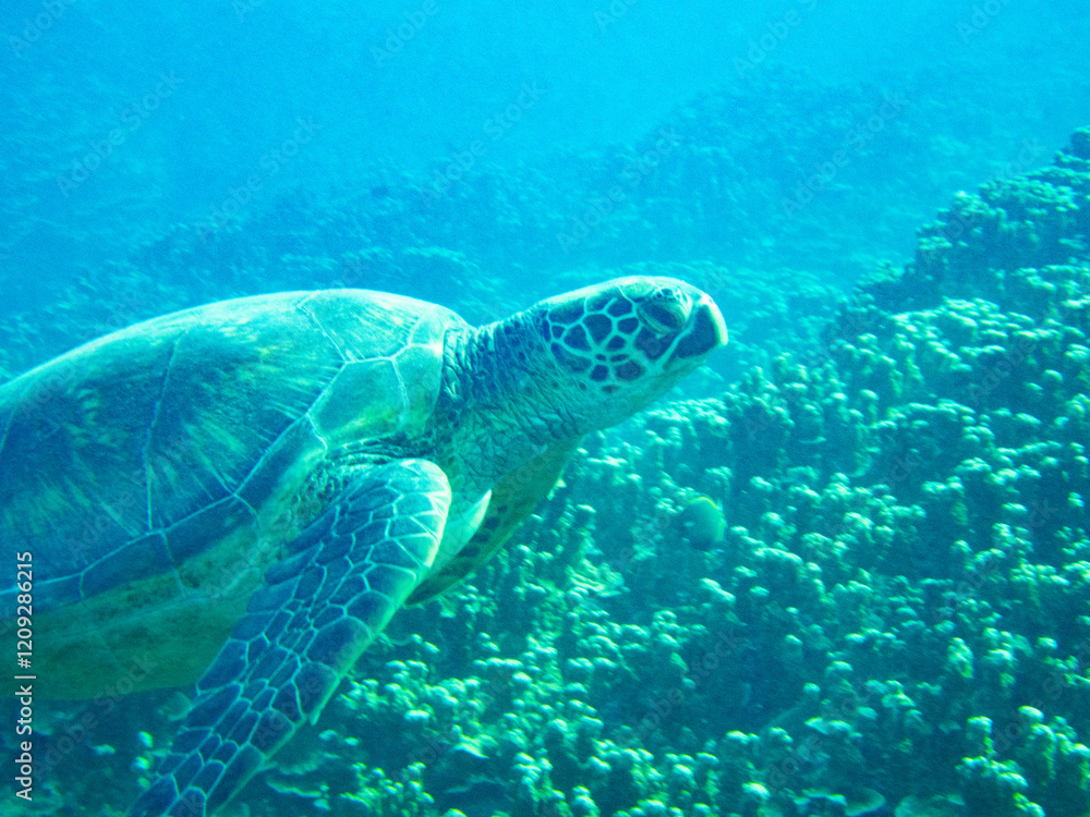 Obraz premium Green sea turtle