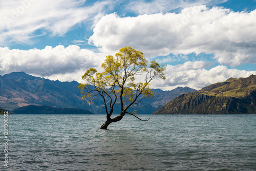 Wanaka tree on the lakefront of Wanaka Lake as seen during a beautiful summer day with white clouds in the background (Wanaka, South Island, New Zealand)