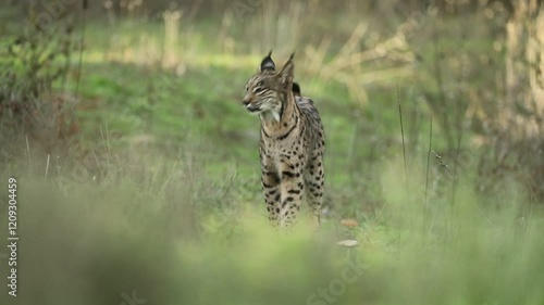 Young male Iberian Lynx in a Mediterranean forest with the first light of a cold winter day