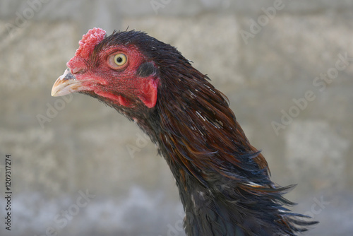 A rooster with a red comb and beak stands in front of a wall, Portrait of a rooster face closeup, Aseel rooster closeup, rooster's head. Sharp eyes with hard beak and red crested, chicken face closeup photo