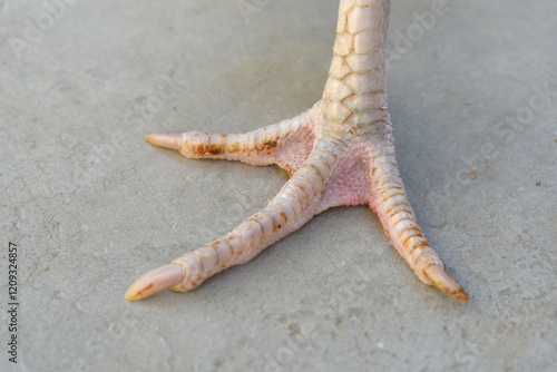 Close-up foot image of a hen's foot, Leg of Hen, Chicken feet close up claws, Close-up view of chicken’s feet on farmyard ground, Leg of a rooster, the legs of a rooster with scales and claws closeup photo