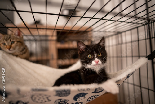 Feral Kitten Being Socialized