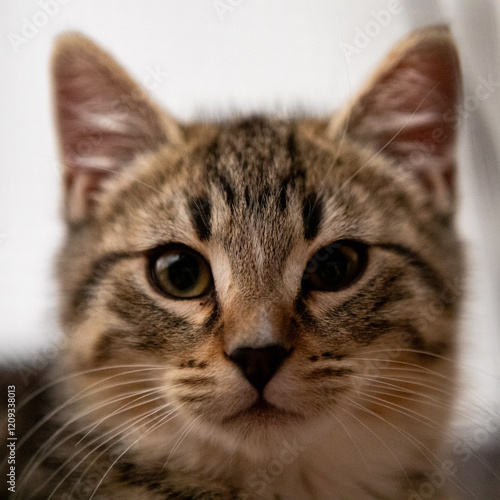 Socialized Feral Kittens